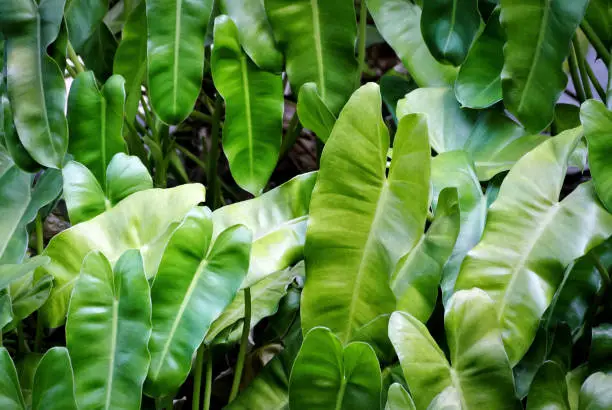 Background of Unique Shape Fresh Green Leaves