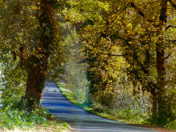 generic autumn fall landscape view from path footpath track trail warwickshire english midlands england, uk - shot on 35mm with a Leica film camera.