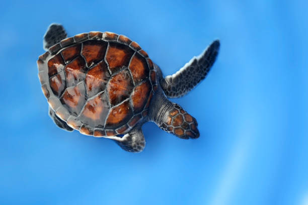 istock hawksbill sea turtle on blue background 908886994