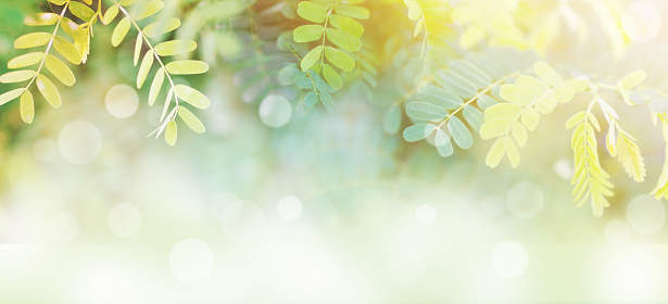 Spring time banner background of tropical green leaves at sunrise with white bokeh and copy space, soft style.