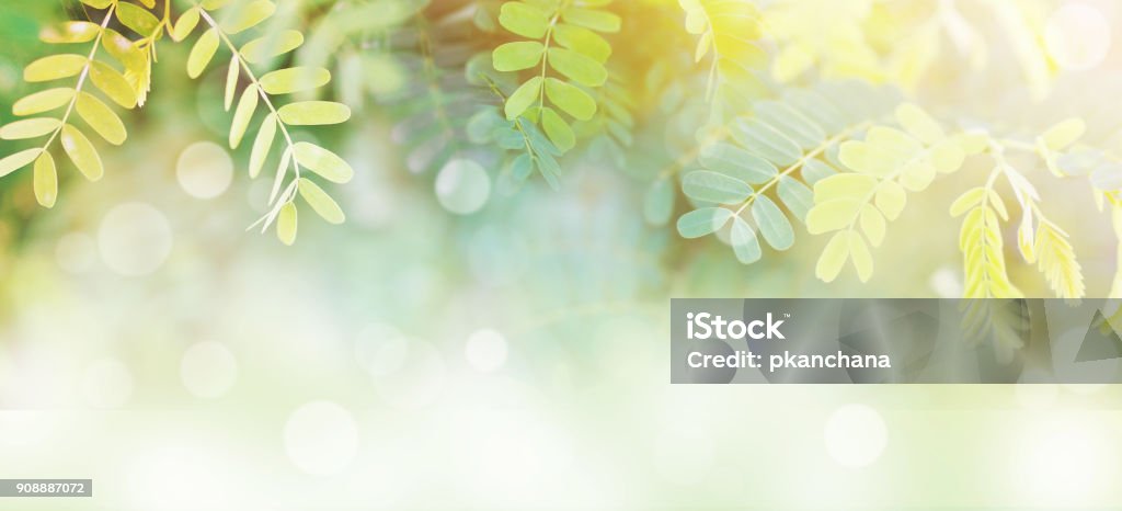 l green leaves at sunrise in the morning with white bokeh and copy space Spring time banner background of tropical green leaves at sunrise with white bokeh and copy space, soft style. Backgrounds Stock Photo