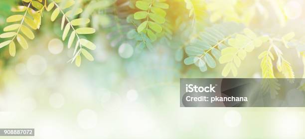 L Green Leaves At Sunrise In The Morning With White Bokeh And Copy Space Stock Photo - Download Image Now