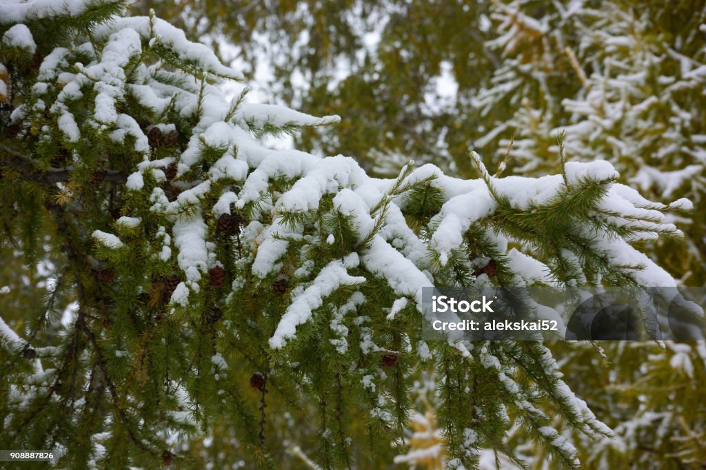 Otoño en el bosque de Siberia, región de Omsk, Rusia - Foto de stock de Abedul libre de derechos