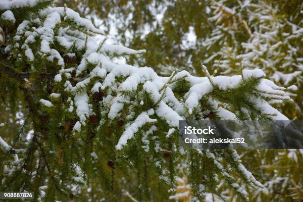 Otoño En El Bosque De Siberia Región De Omsk Rusia Foto de stock y más banco de imágenes de Abedul