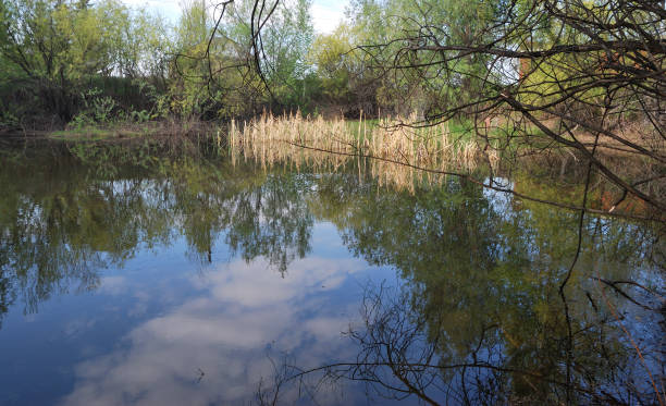 istock Small pond, Omsk region, Russia 908888188