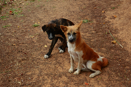 two local dogs sitting on soil ground