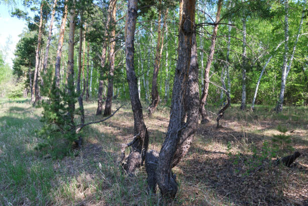 istock Siberian forest, Omsk region, Russia 908888348