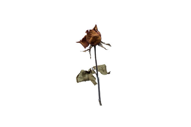 istock a dried rose isolated on a white colored background. with Clipping Part 908888522