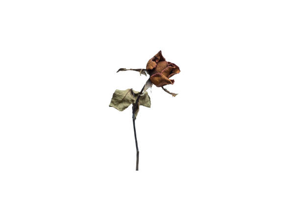 istock a dried rose isolated on a white colored background. with Clipping Part 908888526