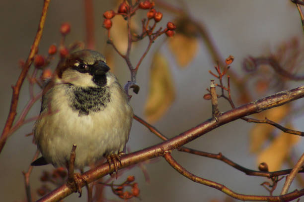istock Male House Sparrow 908891006