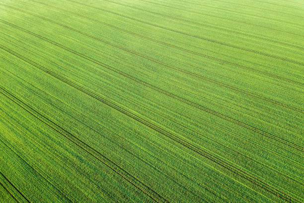 istock Young Wheat seedlings growing in a field Aerial view. 908894658