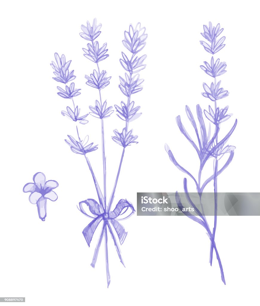 Hoa Oải Hương Tím Vector Vẽ Tay Hình minh họa Sẵn có - Tải xuống ...