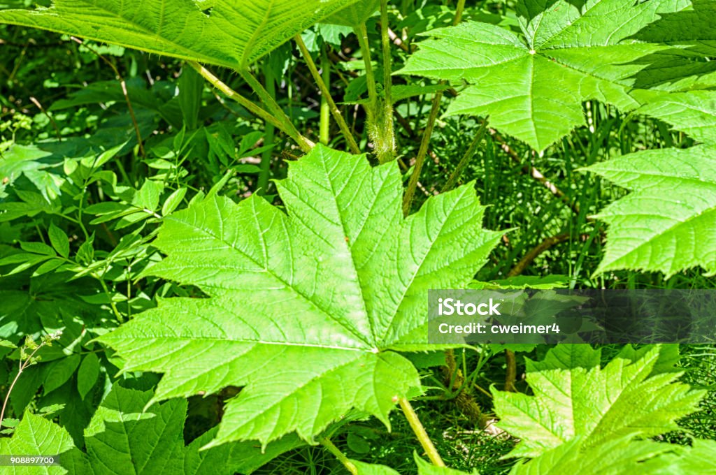 Devil’s Club Devil’s club, also called the devil’s walking stick can be found in the rainforest area of Girdwood, Alaska. On this bright day in Spring, it was a pleasant sight along the hike. Abstract Stock Photo