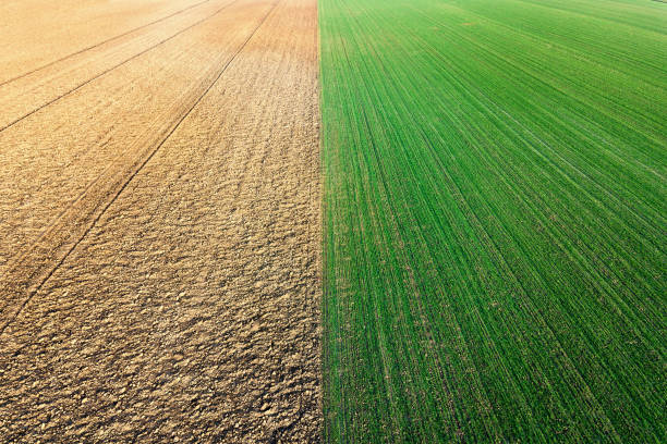 istock Young Wheat seedlings growing in a field Aerial view. 908898028