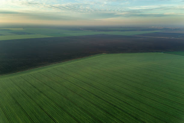 istock Aerial view Clouds over over green agricultural fields. 908900438
