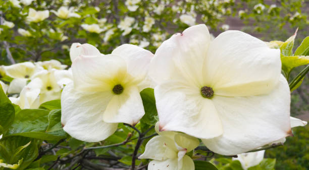 Pacific Dogwood Flowers