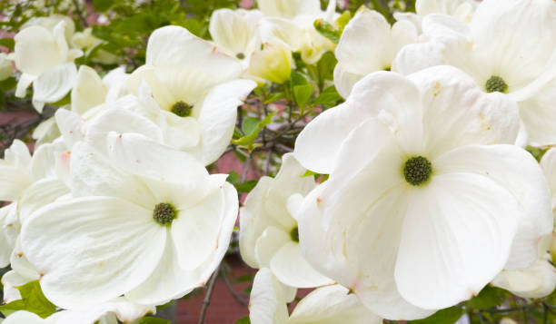 istock Pacific Dogwood flowers 908900906