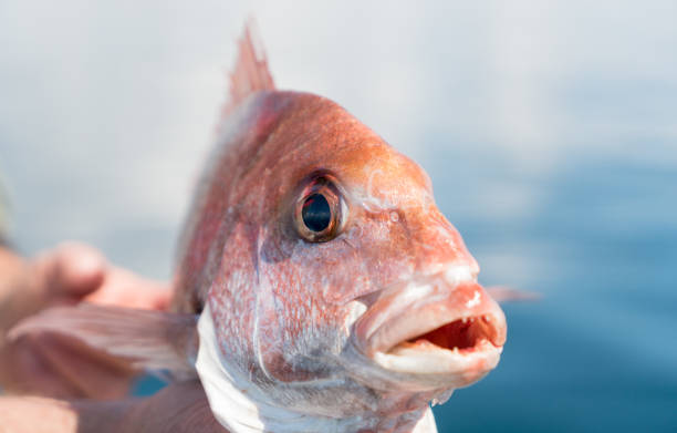 Front view close up of line caught New Zealand golden snapper fish with mouth open showing teeth