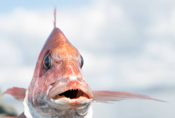 Front view close up of line caught New Zealand golden snapper fish with mouth open showing teeth