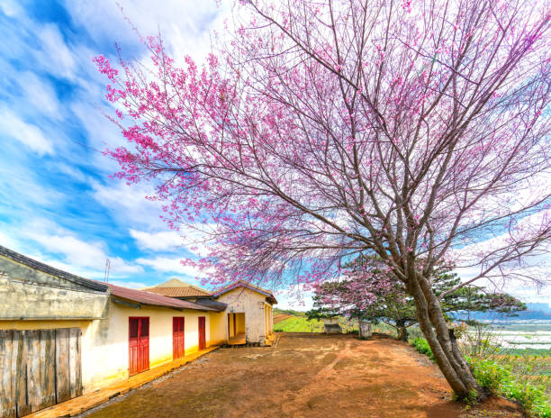 istock Cherry tree apricot blossom next to the ancient temple 908904358