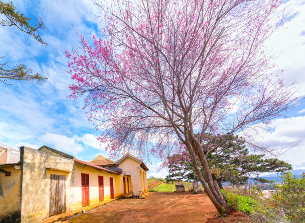 istock Cherry tree apricot blossom next to the ancient temple 908904414