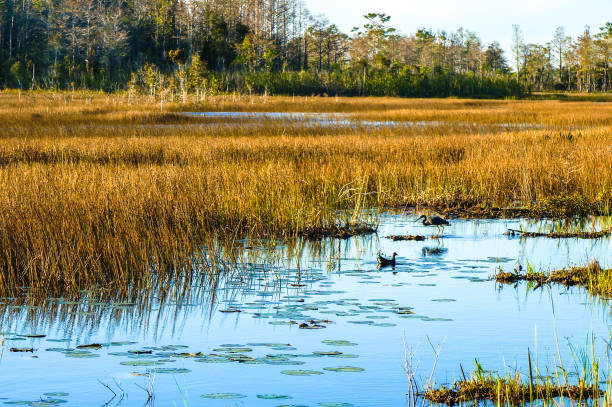 istock swamp birds in the marsh 908904578