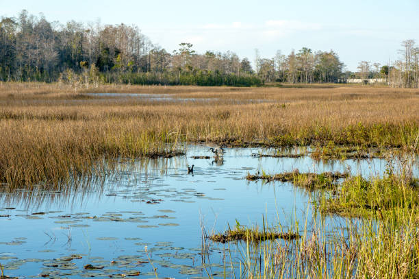 istock swamp birds in the marsh 908906736