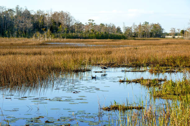 istock swamp birds in the marsh 908906774