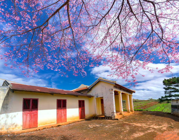 istock Cherry tree apricot blossom next to the ancient temple 908907282