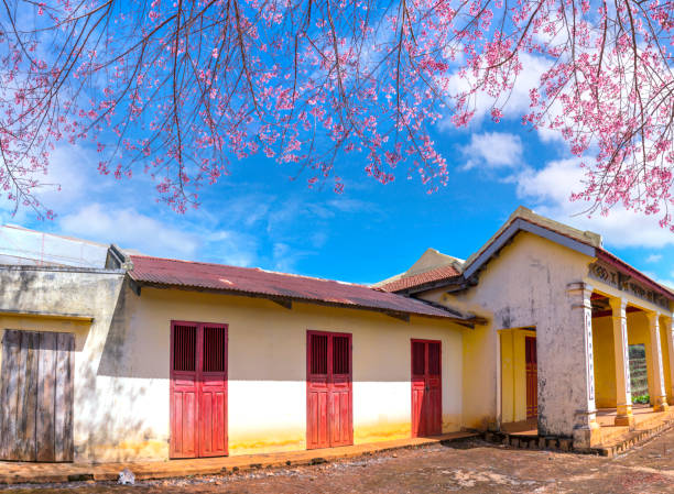 Cherry tree apricot blossom next to the ancient temple hundred years old in the morning sunshine to honor the beauty of nature to welcome the spring flooded plateau Da Lat, Vietnam