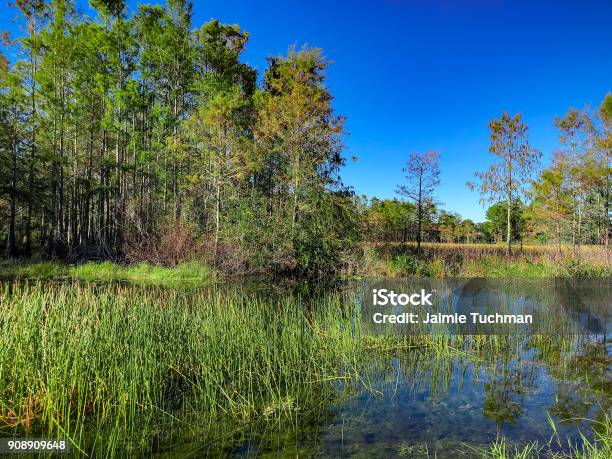 Autumn Swamp Landscape Stock Photo - Download Image Now - Animal, Animal Body Part, Animal Themes