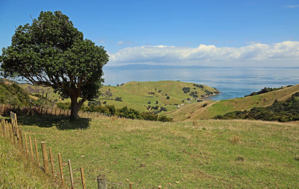 istock Landscape with the tree and Kirita Bay 908909832