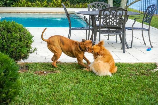 istock two dogs playing in the grass at sunset 908910094
