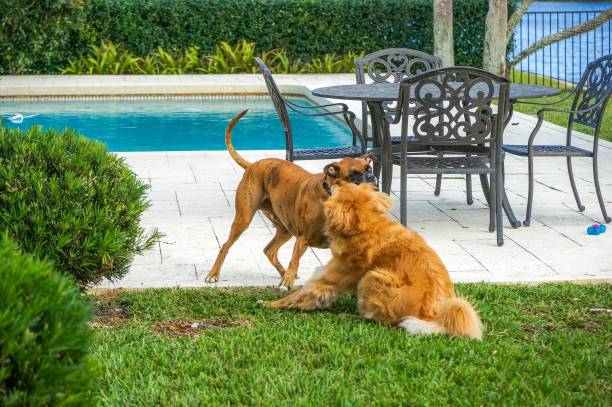 istock two dogs playing in the grass at sunset 908910110