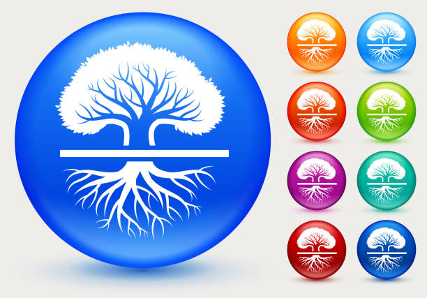 Large old oak tree. Large old oak tree.The icon is white and is placed on a round blue vector button. The button has a sight shadow and the background is light. The composition is simple and elegant. The vector icon is the most prominent part if this illustration. There are eight alternate button variations on the right side of the image. The alternate colors are orange, red, purple, maroon, light blue, green, teal and indigo. old oak tree stock illustrations