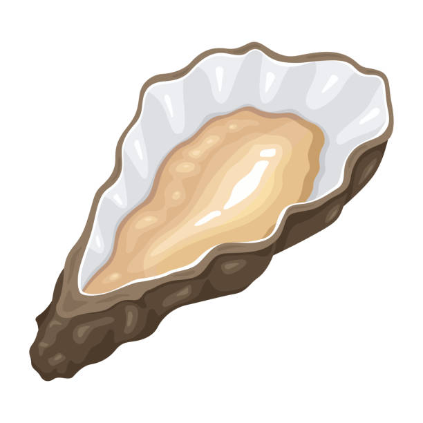 2,519 Cartoon Of The Oyster Shell Illustrations & Clip Art - iStock