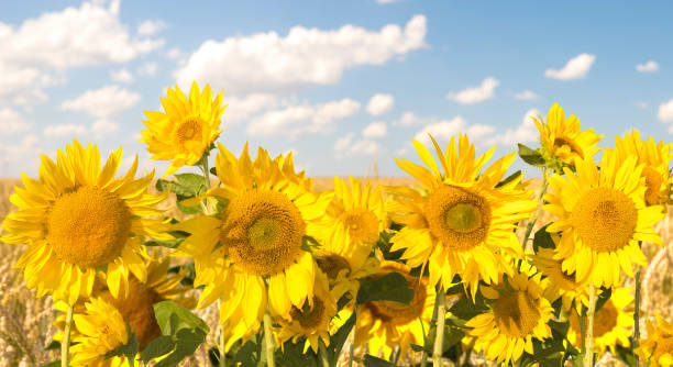 istock Field of sunflowers and blue sky 908916618