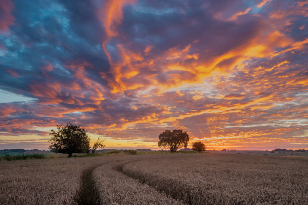 istock fiery red sunset over a field of ripe wheat 908916652