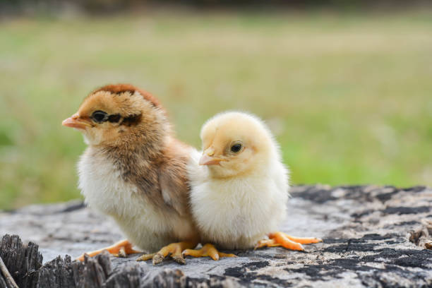 istock Chicks with warm sunshine in winter 908917850