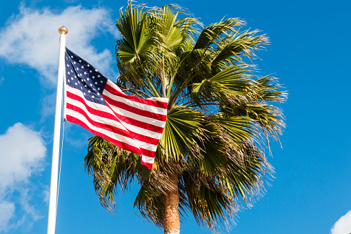 An american flag waving next to a Washingtonia robusta palm tree.