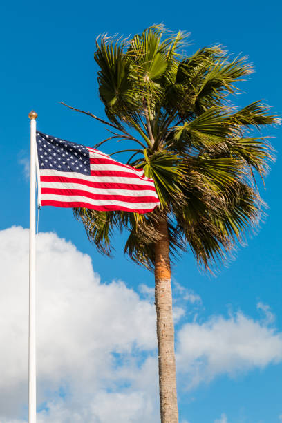 istock Washingtonia Robusta Palm Tree and American Flag 908920128