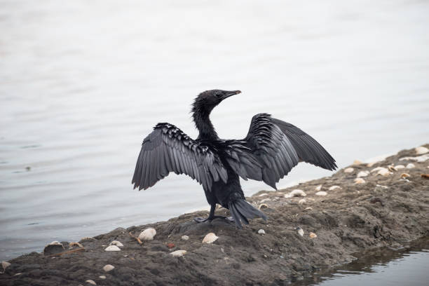 istock Little Cormorant  with open wings. 908920994