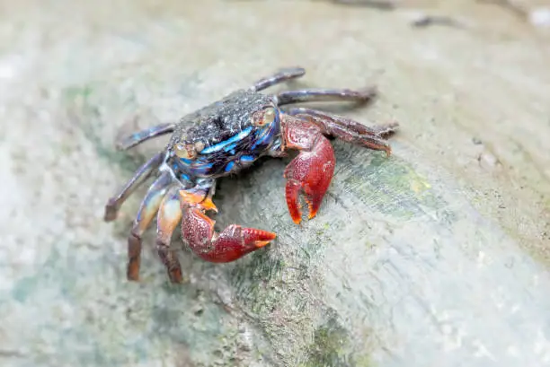 Photo of A fiddler crab, sometimes known as a calling crab, may be any of approximately 100 species of semi-terrestrial marine crabs