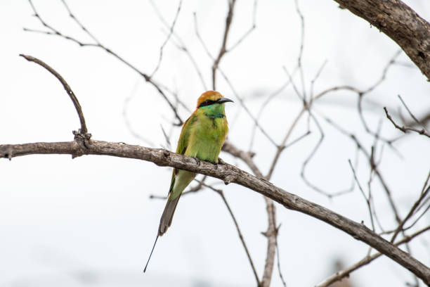 le guêpier vert ou petit guêpier verte est une espèce d’oiseau appartenant à la famille du guêpier. - bee eater colorful bird beautiful bird animal photos et images de collection