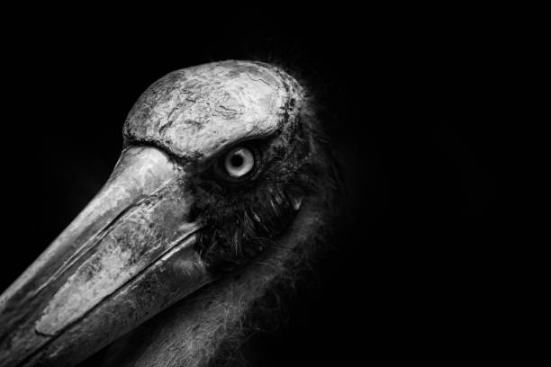 istock close up head of Lesser adjutant stork  with black background 908924288