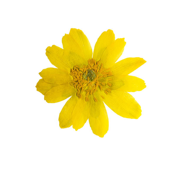 istock Pressed and dried flowers adonis, isolated on white 908924380