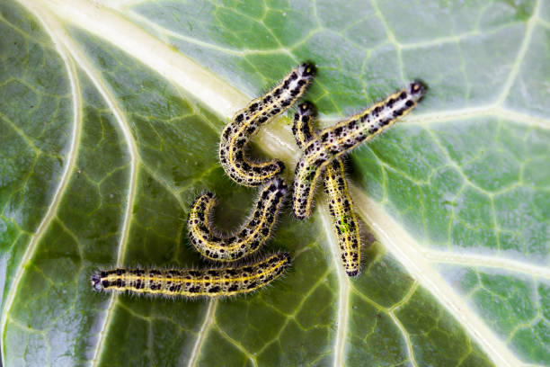 Caterpillar on green leaf cabbage stock photo