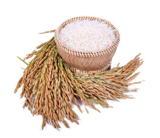 istock white rice (Thai Jasmine rice) and unmilled rice isolated on white background 908928010