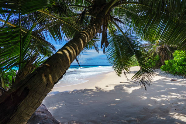 istock beautiful paradise beach, anse bazarca, seychelles 8 908928468