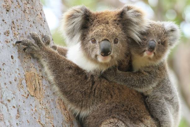 Female koala with young joey on her back. Close up of a female koala carrying a young joey up a eucalyptus tree on Raymond Island in Gippsland Australia. marsupial photos stock pictures, royalty-free photos & images